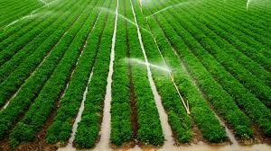 Irrigation Image